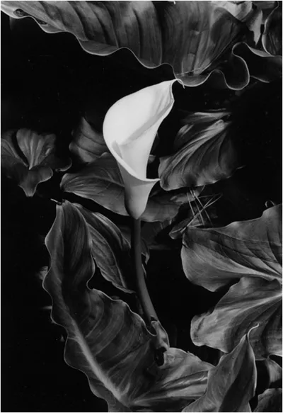 Calla Lily